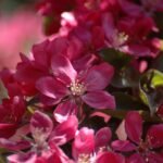 Premia uznaniowa za co może być