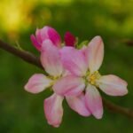 Czy premia uznaniowa wlicza się do emerytury