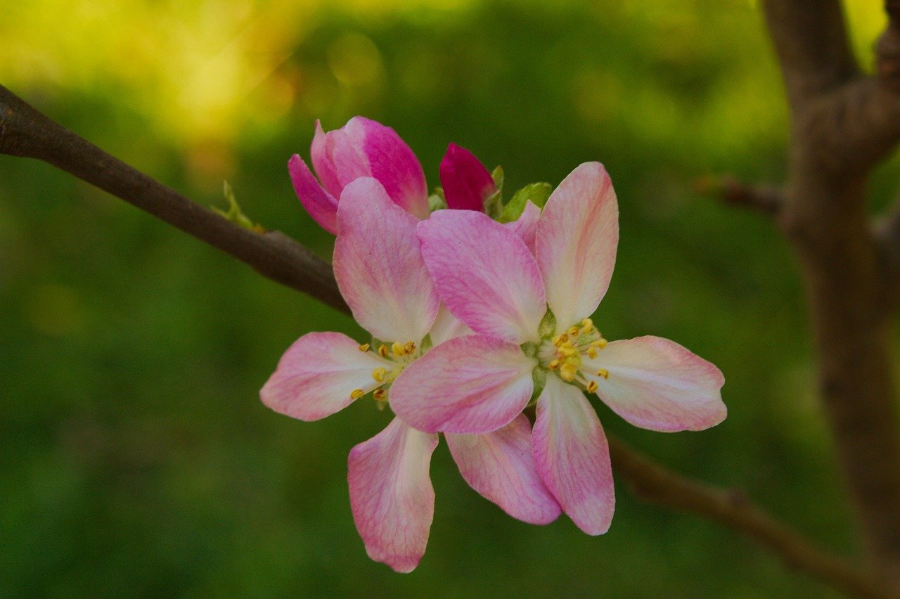 Czy premia uznaniowa wlicza się do emerytury